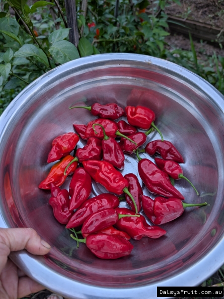 The Perennial Capsicum harvested into a metal bowl showing their striking red colours