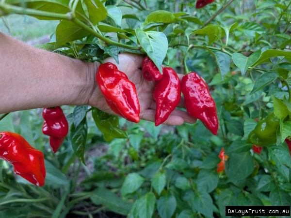 Shows how productive the Perennial Capsicum plant can be