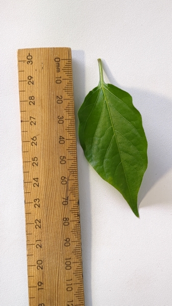 Leaf of the Capsicum - Perennial