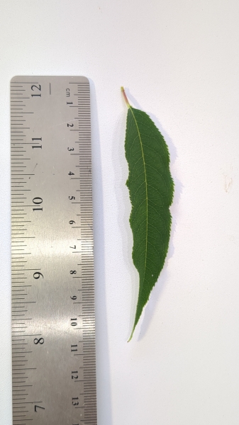 Leaf of the Capulin Cherry