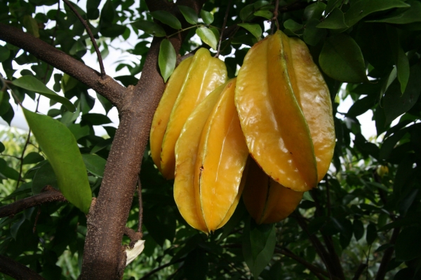 Carambola or star fruit ripening on the tree