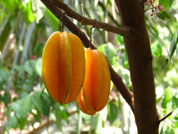 Carambola fruit on Tree