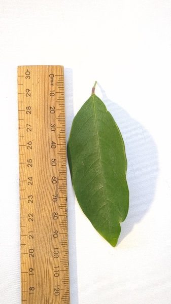 Leaf of the Carambola Starfruit - B10