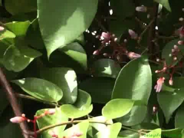 Grafted Kary Cropping large fruit