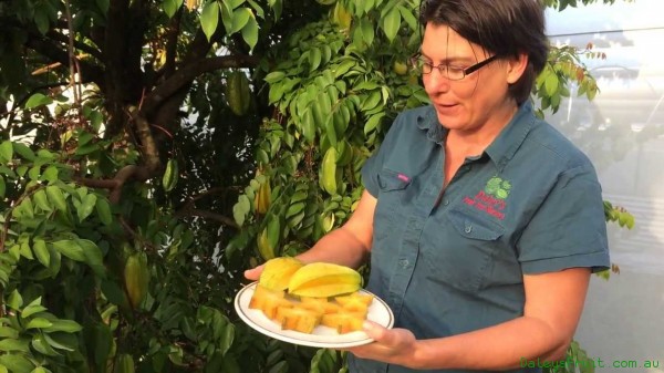 A very heavy cropping Grafted Kary Star fruit or Carambola