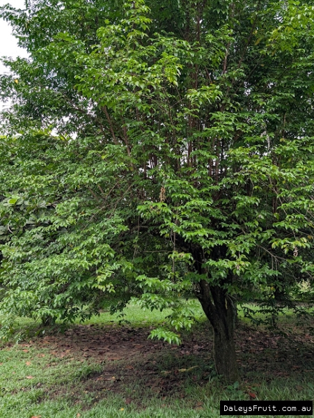 Mature tree form showing dense foliage of carambola