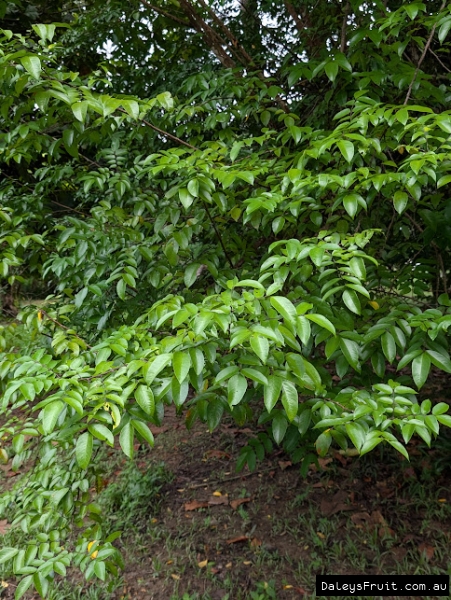 Mature form showing dense foliage of carambola