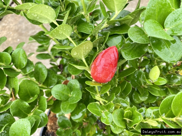 Natal fruit on potted Desert Star at Daleys Fruit Tree Nursery