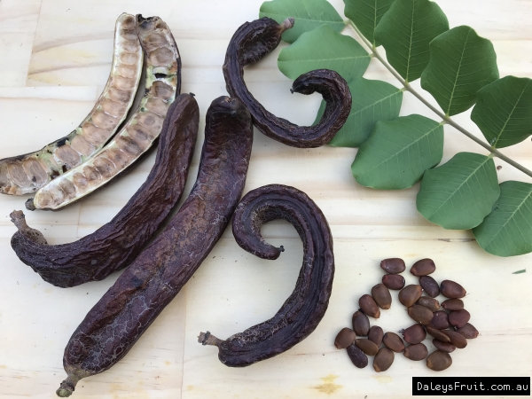 Carob pods arranged with pods seeds and leaf