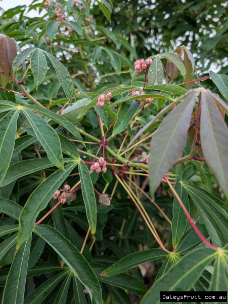 Flower development on mature Cassava tree