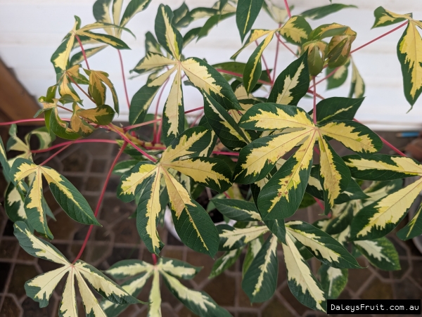 Variegated leaf on a potted Cassava plant