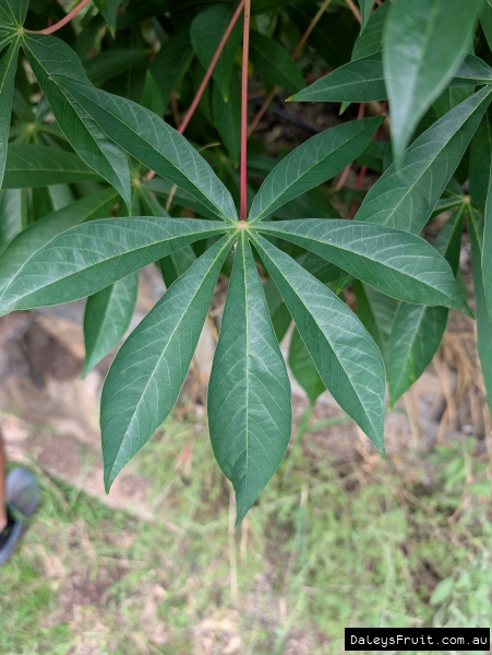 Leaf of the Yellow Cassava Plant