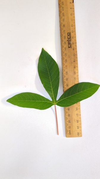 Leaf of the Cassava - Yellow
