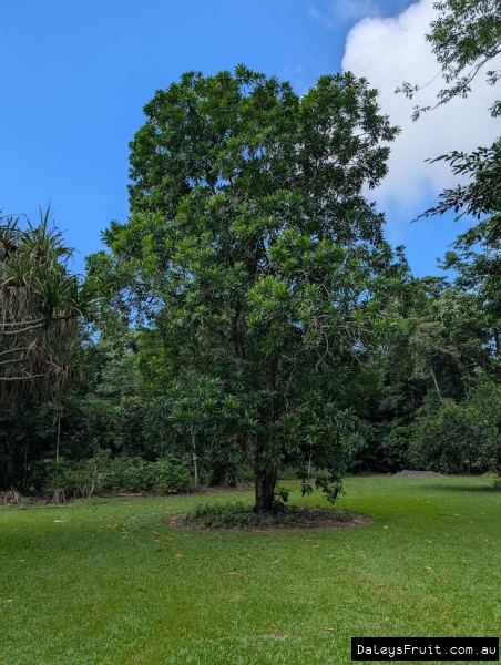 Cassowary Pine showing dense growth and upright habit