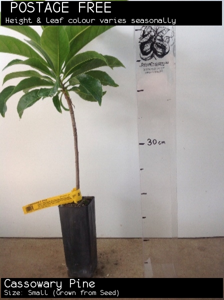 Cassowary Pine For Sale (Size: Small) (Grown from Seed)