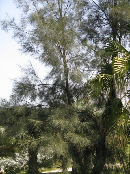 Sheoak Casuarina cunninghamiana