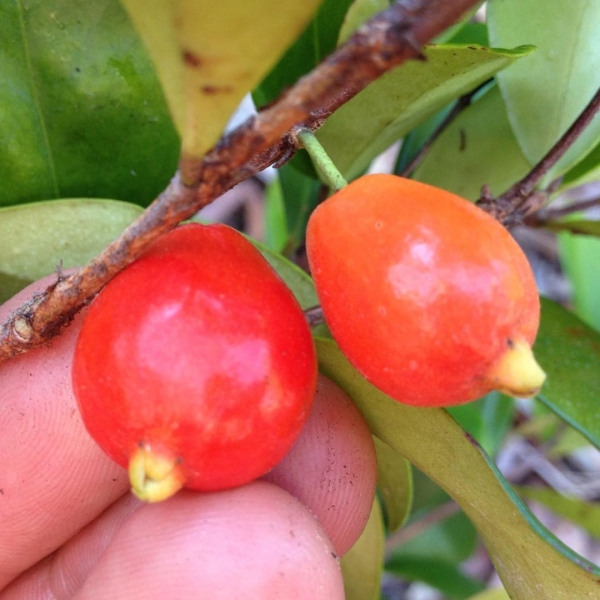 Cedar Bay Cherry Fruit or Australian Beach Cherry (Eugenia reinwardtiana)