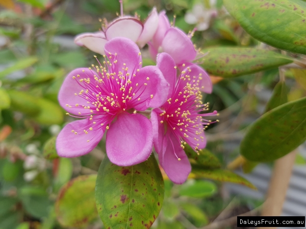 Vibrant pink coloured flowers of the Cedar bay cherry tree