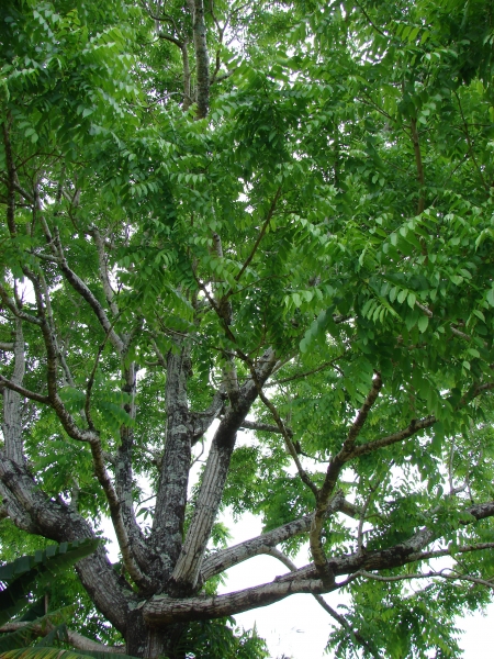 West Indian cedar tree - Cedrela odorata