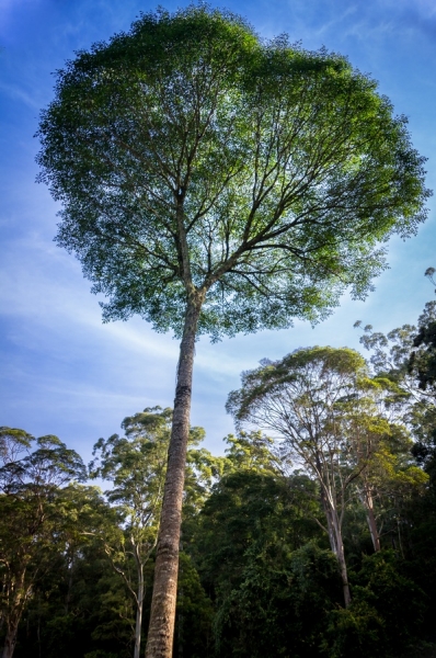 Celerywood polyscias elegans tree