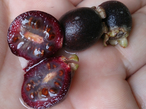 Ceylon Hill Gooseberry fruit cut open