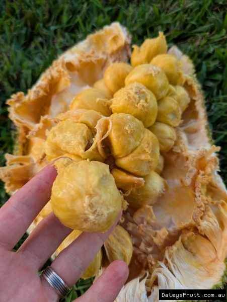 Hands full of Chempedak seeds