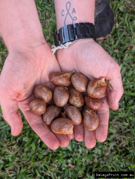 Hand picking yellow aril off of peeled chempedek core with fruit in background