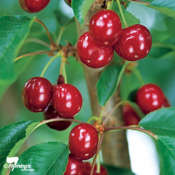 Royal Lee Fruit growing on Cherry Tree