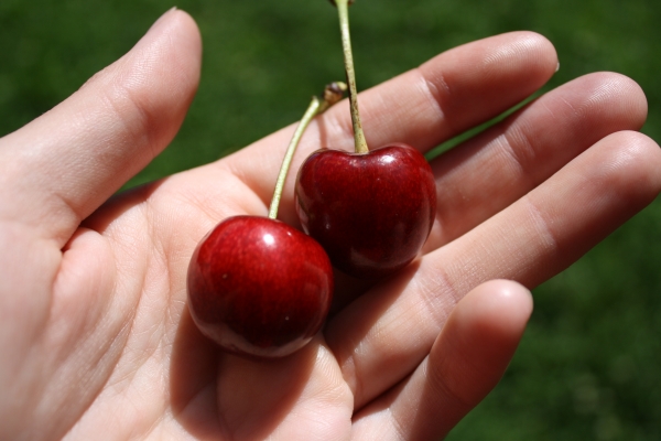 Stella Cherries