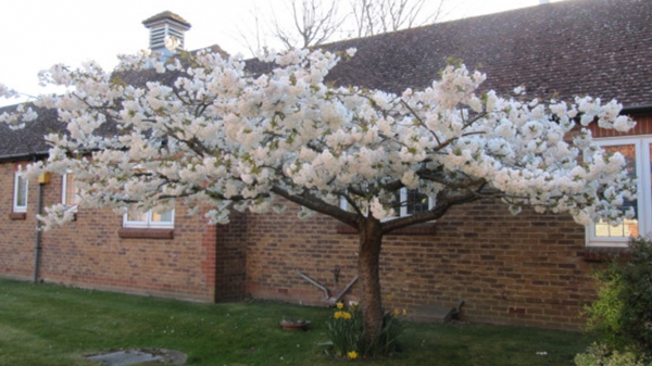 Prunus 'Mount Fuji' ('Shirotae') Flowering Cherry Tree