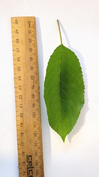 Leaf of the Cherry - Royal Crimson PBR
