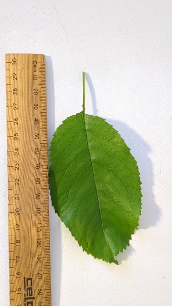 Leaf of the Cherry - Royal Rainier