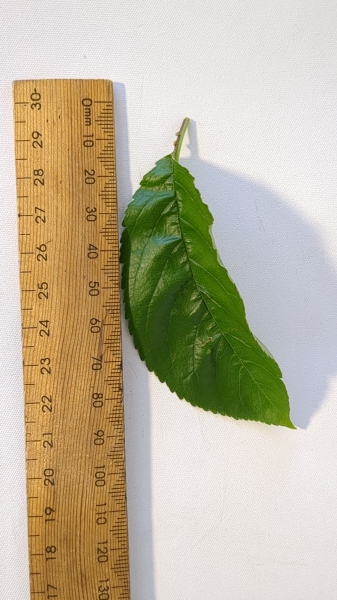 Leaf of the Cherry - Sir Don PBR