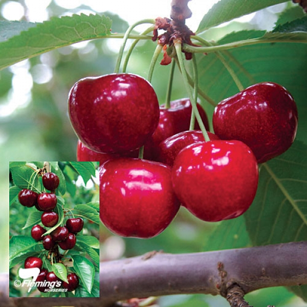 Starkrimson Cherry Fruit Tree