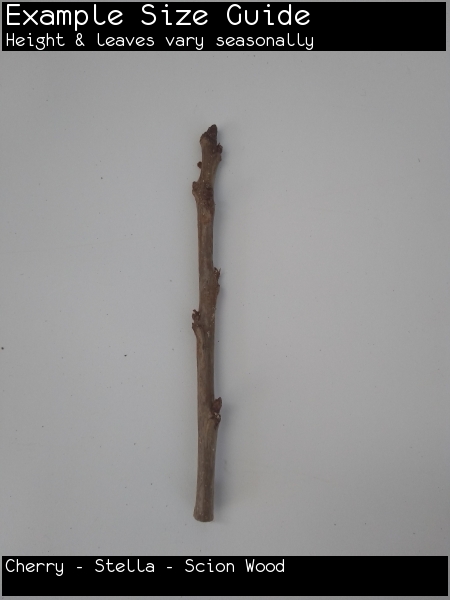 Cherry - Stella - Scion Wood For Sale