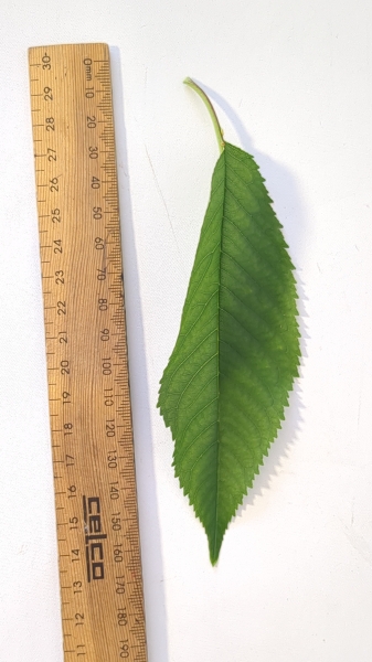 Leaf of the Cherry - Sunburst