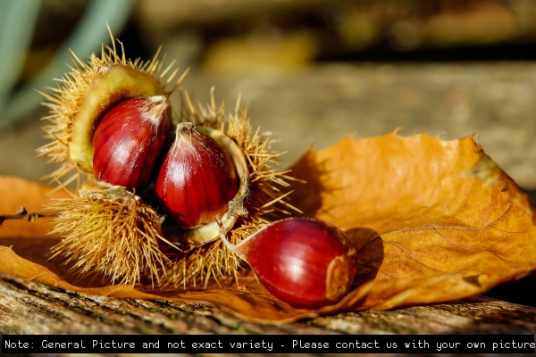 Chestnut