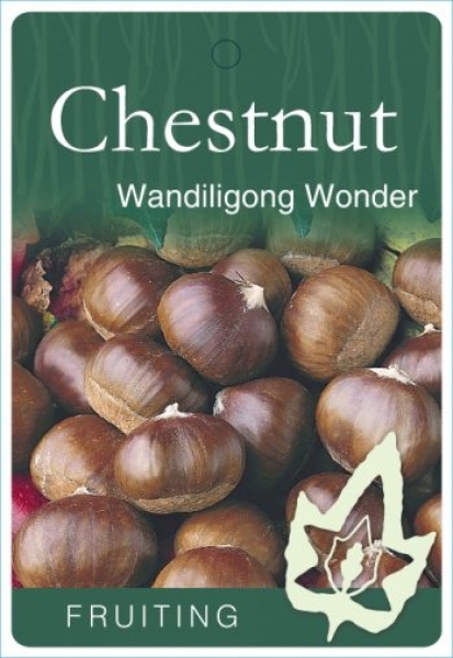 Chestnut Wandiligong Wonder