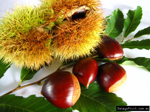 chestnut fruit