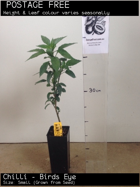 Chilli - Birds Eye For Sale (Size: Small) (Grown from Seed)