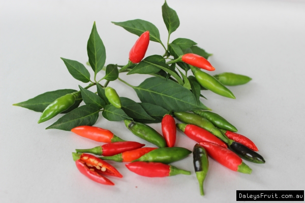 Chilli Birds Eye Fruits