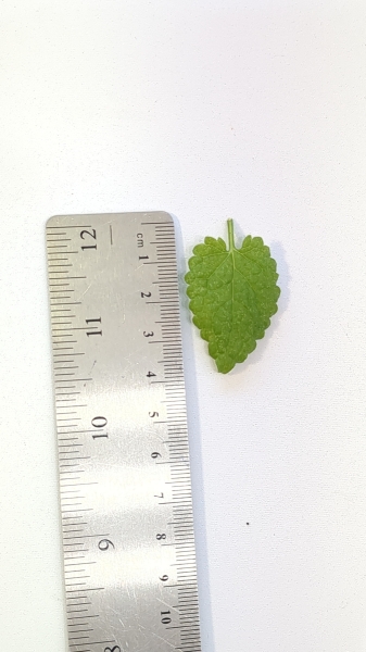 Leaf of the Chinese Artichoke (10)
