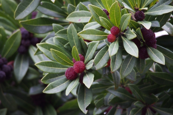 Chinese Red Bayberry