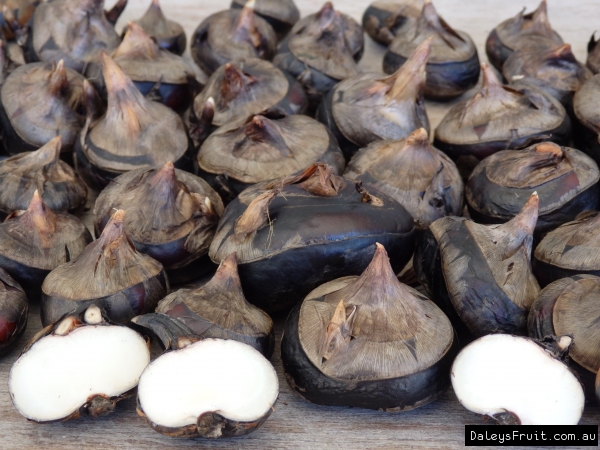 Chinese Water Chestnut - Eleocharis dulcis