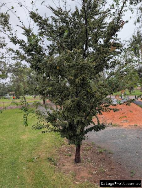 Healthy deep green foliage of a chinese elm street tree.