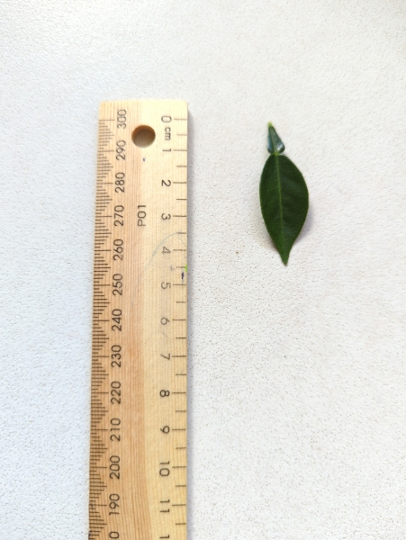 Leaf of the Chinotto
