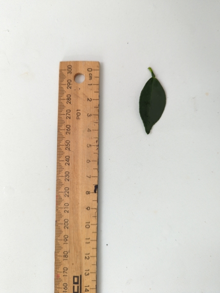 Leaf of the Chinotto