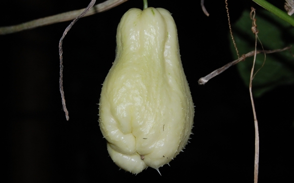 white choko plant