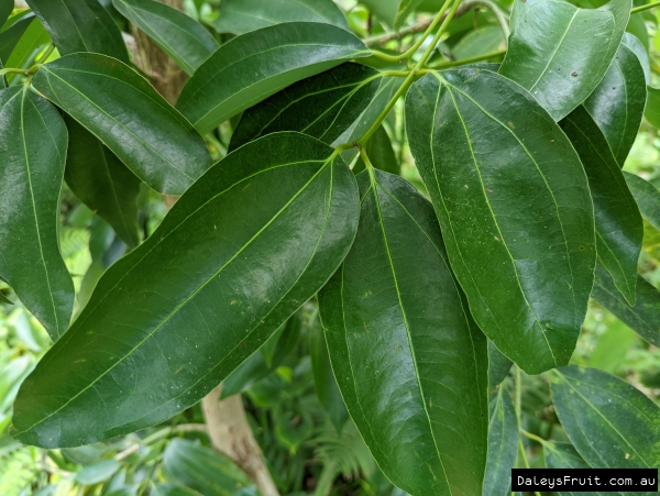 A close up view of the leaves of Cassia Cinnamon which show a difference to the leaves in True Cinnamon.