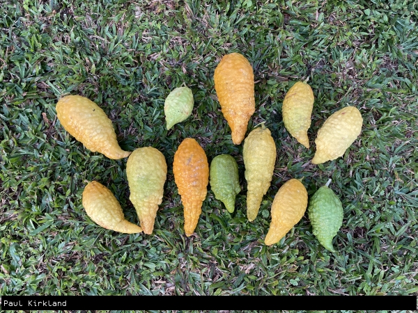 citron on grass